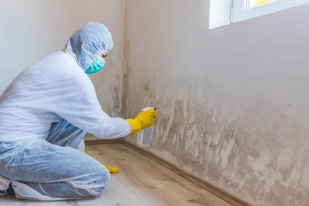 Licensed Commercial Mold Remediation service in Belmont, MI - WQB Mold Removal