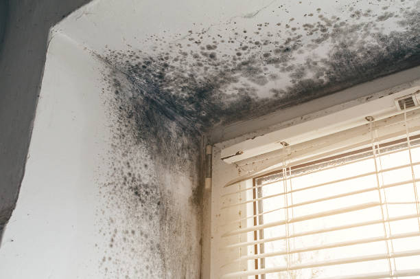 Affordable Commercial Mold Remediation solutions in Belmont, MI